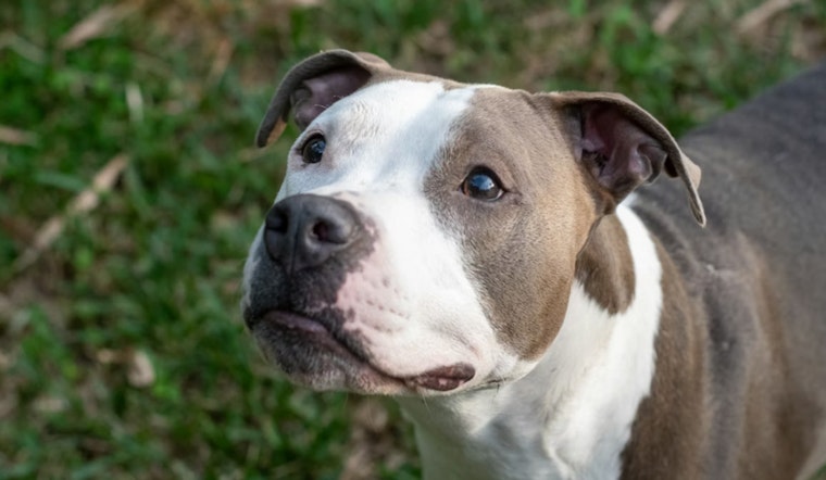 Toddler Attacked by Pit Bull in Manhattan Sparks Debate on Urban Dog Safety and Ownership