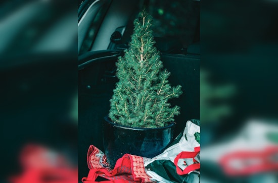 Tolleson Rings in the New Year with Free Christmas Tree Recycling Program for Residents