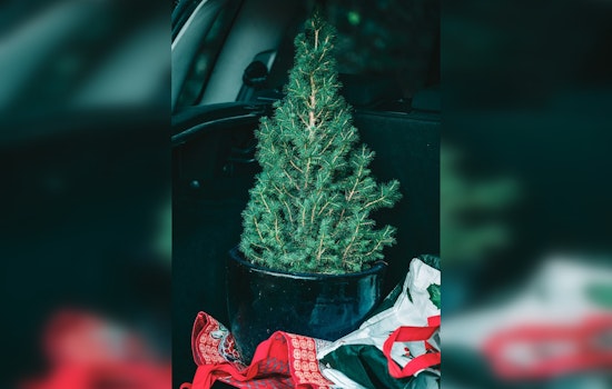 Tolleson Rings in the New Year with Free Christmas Tree Recycling Program for Residents