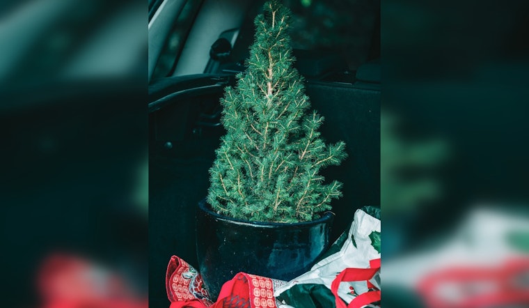 Tolleson Rings in the New Year with Free Christmas Tree Recycling Program for Residents