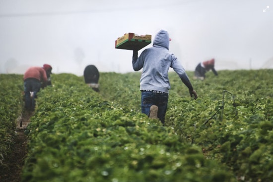 Toppenish Farm Shinn & Son to Pay $300,000 in Settlement Over Discriminatory Hiring Practices