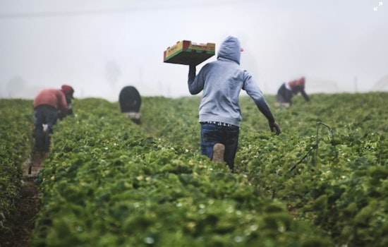 Toppenish Farm Shinn & Son to Pay $300,000 in Settlement Over Discriminatory Hiring Practices