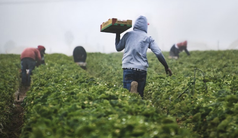 Toppenish Farm Shinn & Son to Pay $300,000 in Settlement Over Discriminatory Hiring Practices