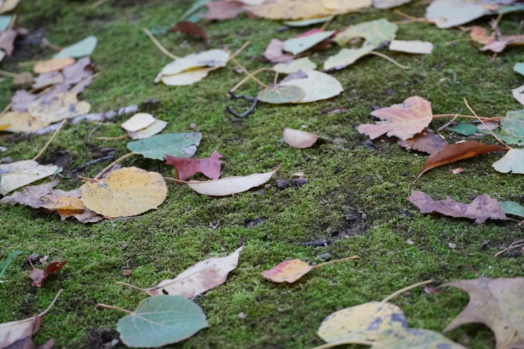 University City Leaf Collection Delayed by Unexpected Snowfall as Public Works Urges Patience