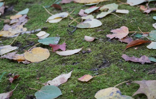 University City Leaf Collection Delayed by Unexpected Snowfall as Public Works Urges Patience
