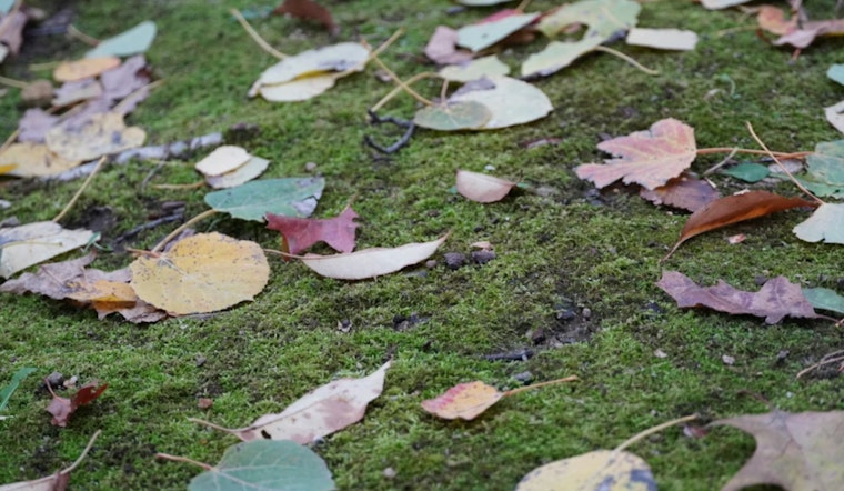 University City Leaf Collection Delayed by Unexpected Snowfall as Public Works Urges Patience