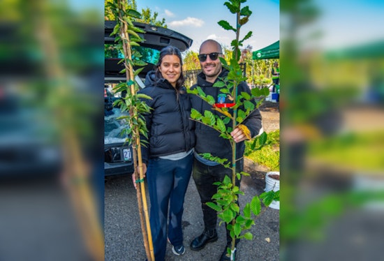 Urban Forestry Launches Free Tree Giveaway for Portland Properties