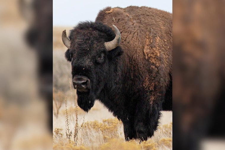 Utah Wildlife Board Revamps Bison Hunting Regulations and Adopts New Measures for Hunters Impacted by Natural Disasters