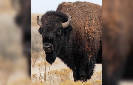 Utah Wildlife Board Revamps Bison Hunting Regulations and Adopts New Measures for Hunters Impacted by Natural Disasters