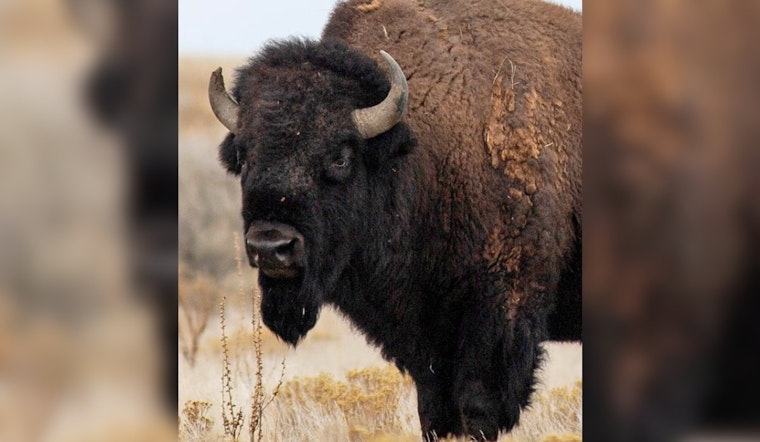 Utah Wildlife Board Revamps Bison Hunting Regulations and Adopts New Measures for Hunters Impacted by Natural Disasters
