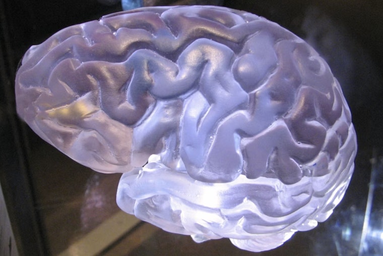 Vegas Lab Says Intense Workouts Turn Blood Into Hormone Express To The Brain