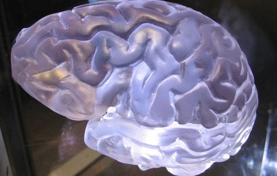 Vegas Lab Says Intense Workouts Turn Blood Into Hormone Express To The Brain