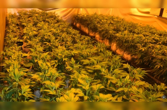 Washington Authorities Dismantle Illegal Marijuana Grow Ops and Arrest Seven for Unlawful Manufacturing