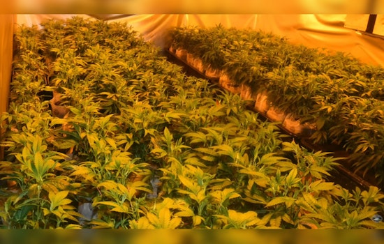 Washington Authorities Dismantle Illegal Marijuana Grow Ops and Arrest Seven for Unlawful Manufacturing