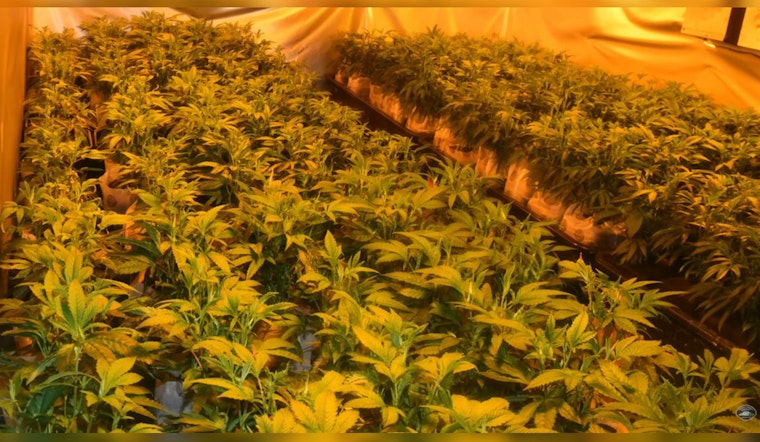 Washington Authorities Dismantle Illegal Marijuana Grow Ops and Arrest Seven for Unlawful Manufacturing