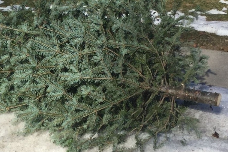 Waukesha Announces Eco-Friendly Christmas Tree Collection Service for January