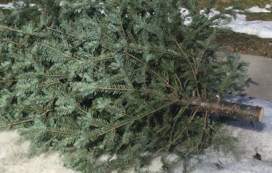 Waukesha Announces Eco-Friendly Christmas Tree Collection Service for January