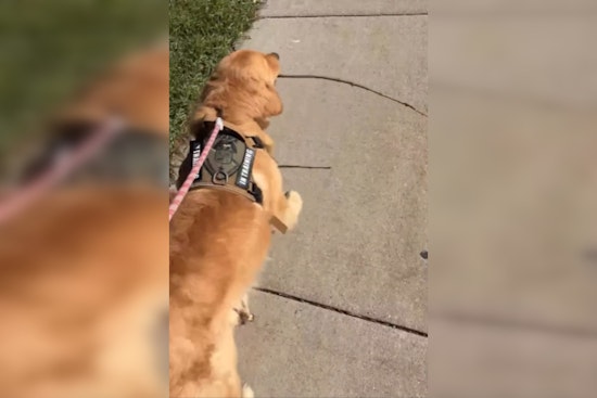 Wauwatosa Welcomes Leo: A Tail-Wagging Comfort Dog for First Responders and Residents