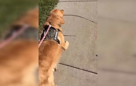 Wauwatosa Welcomes Leo: A Tail-Wagging Comfort Dog for First Responders and Residents