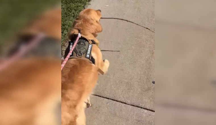 Wauwatosa Welcomes Leo: A Tail-Wagging Comfort Dog for First Responders and Residents