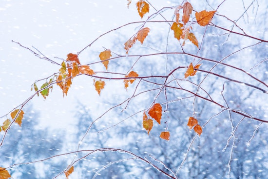West Allis Leaf Collection Campaign Makes Headway Despite Looming Snow Predictions