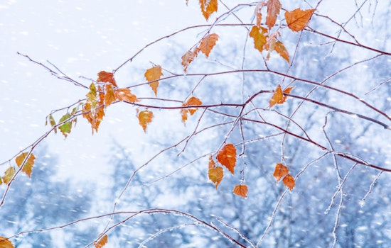 West Allis Leaf Collection Campaign Makes Headway Despite Looming Snow Predictions