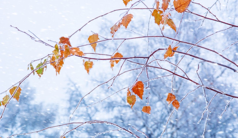 West Allis Leaf Collection Campaign Makes Headway Despite Looming Snow Predictions