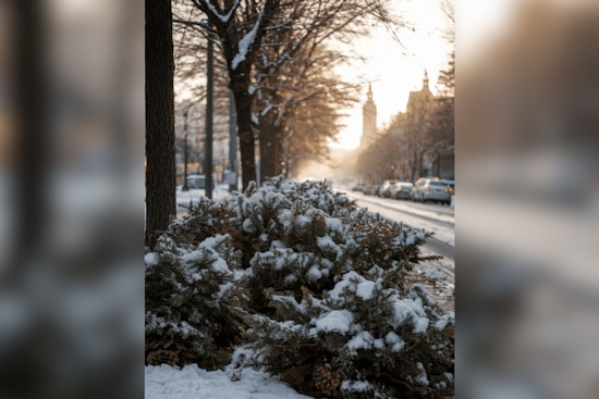 West Jordan Offers Convenient Christmas Tree Disposal Services with Drop-Off and Curbside Pickup Options