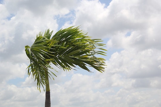 Wind Advisory Issued for Memphis and Surrounding Areas Until Monday Morning