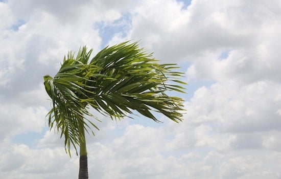 Wind Advisory Issued for Memphis and Surrounding Areas Until Monday Morning