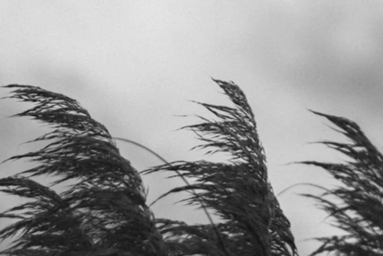Wind Advisory Issued for Memphis Region with Gusts Up to 45 MPH; Power Outages Possible