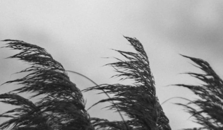 Wind Advisory Issued for Memphis Region with Gusts Up to 45 MPH; Power Outages Possible