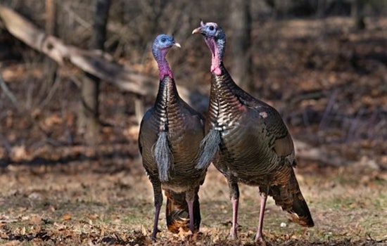 Wisconsin DNR Seeks Public Input on Turkey Management Plan Update