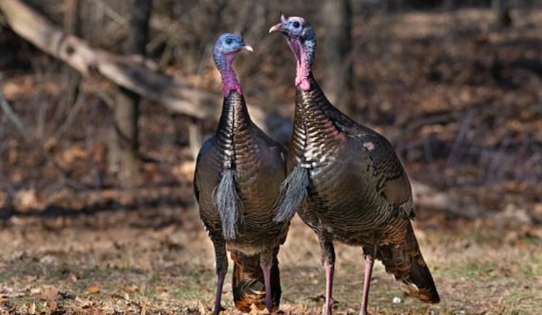 Wisconsin DNR Seeks Public Input on Turkey Management Plan Update