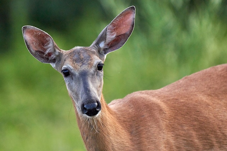 Wisconsin Hunters Extended Opportunities Await in Late Season Deer Hunts
