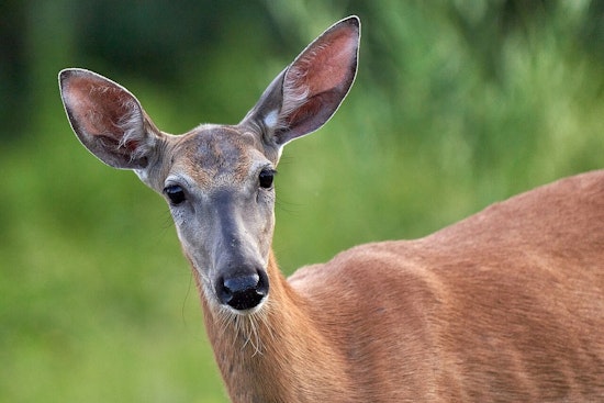 Wisconsin Hunters Extended Opportunities Await in Late Season Deer Hunts