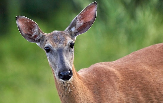 Wisconsin Hunters Extended Opportunities Await in Late Season Deer Hunts