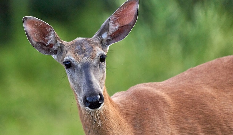 Wisconsin Hunters Extended Opportunities Await in Late Season Deer Hunts