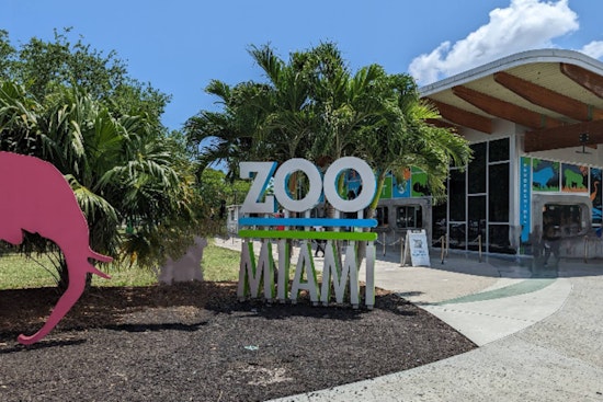 Zoo Miami Mourns Loss of Rescued Crocodile Britney After Surgery to Remove Metal Objects