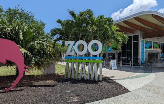 Zoo Miami Mourns Loss of Rescued Crocodile Britney After Surgery to Remove Metal Objects