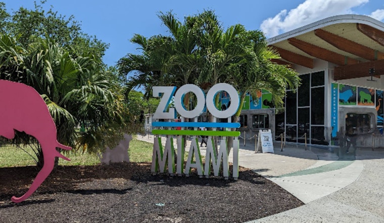 Zoo Miami Mourns Loss of Rescued Crocodile Britney After Surgery to Remove Metal Objects