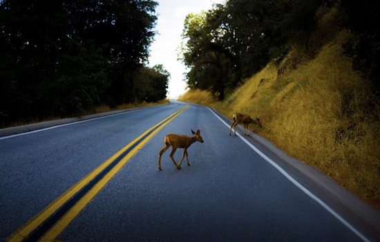 ADOT Secures $566K Federal Grant to Boost Wildlife Connectivity and Enhance Driver Safety in Arizona