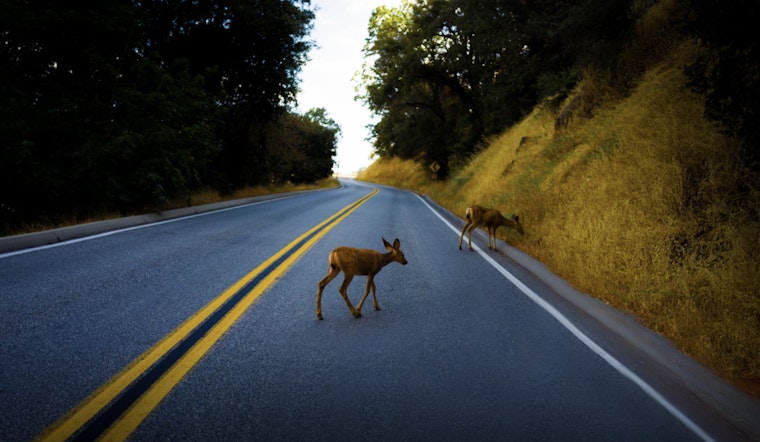 ADOT Secures $566K Federal Grant to Boost Wildlife Connectivity and Enhance Driver Safety in Arizona