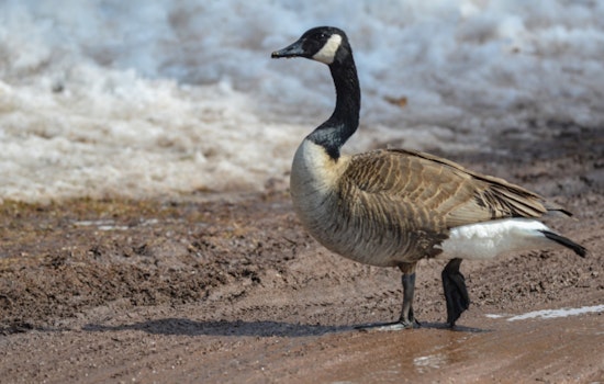 Alarming Rise in Waterfowl Deaths Across Lower Michigan Linked to Suspected Avian Influenza Outbreak