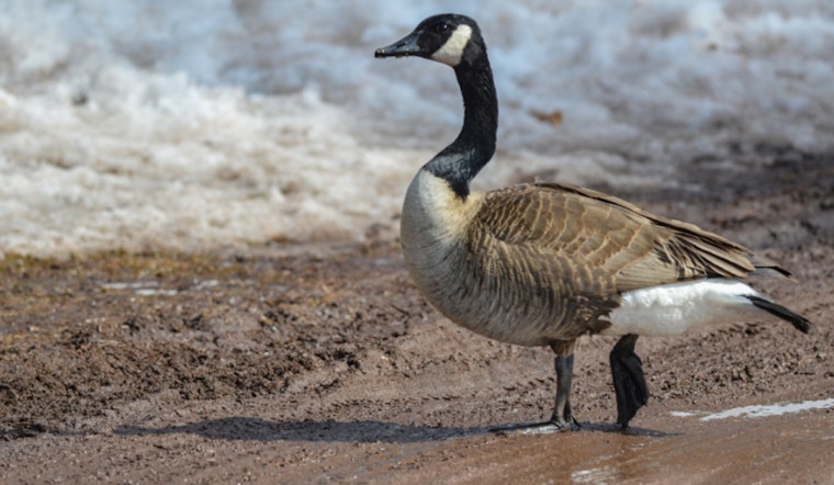 Alarming Rise in Waterfowl Deaths Across Lower Michigan Linked to Suspected Avian Influenza Outbreak