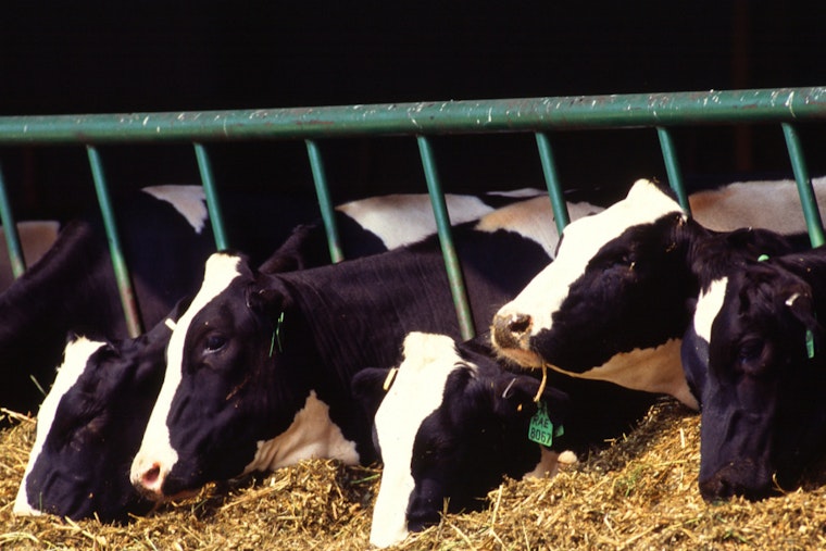 Arizona Dairy Herd Under Quarantine After First Detection of Avian Influenza H5N1 in Milk