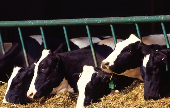 Arizona Dairy Herd Under Quarantine After First Detection of Avian Influenza H5N1 in Milk