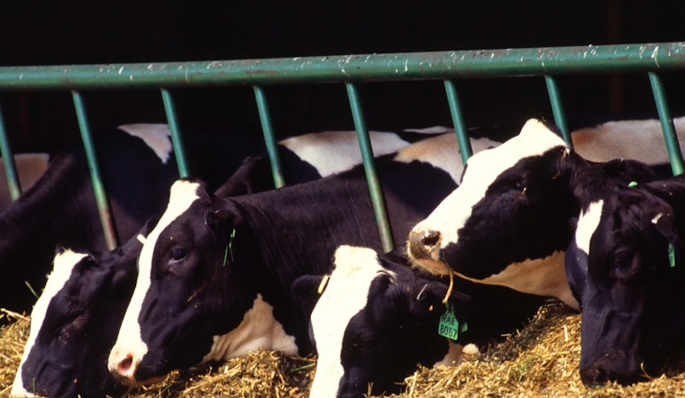Arizona Dairy Herd Under Quarantine After First Detection of Avian Influenza H5N1 in Milk
