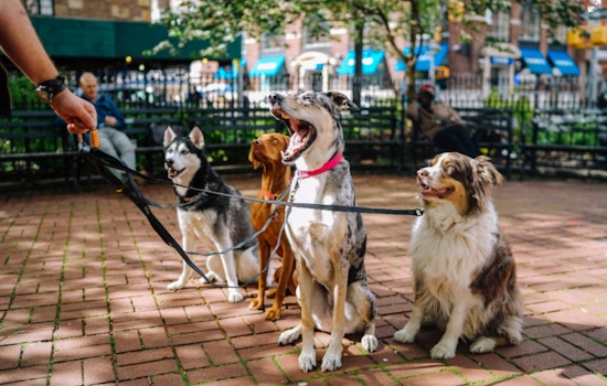 Arizona Humane Society's Dog Field Trip Program Helps Shelter Dogs Find Homes
