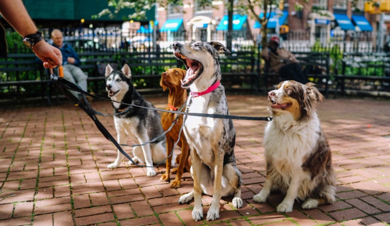 Arizona Humane Society's Dog Field Trip Program Helps Shelter Dogs Find Homes
